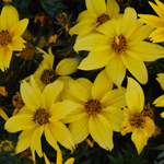 Bidens Sunbird Giant Yellow